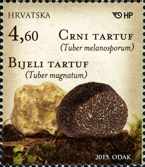 Tuber magnatum and Tuber melanosporum