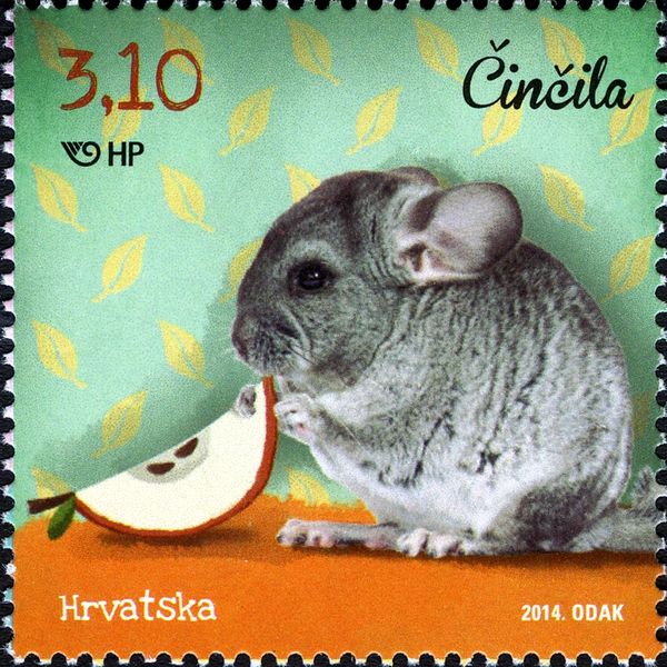Chinchilla (Chinchilla sp.)