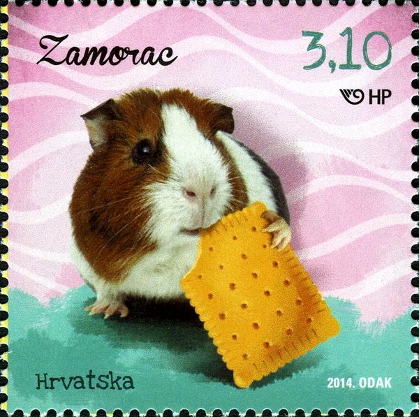 Domestic Guinea Pig (Cavia porcellus)