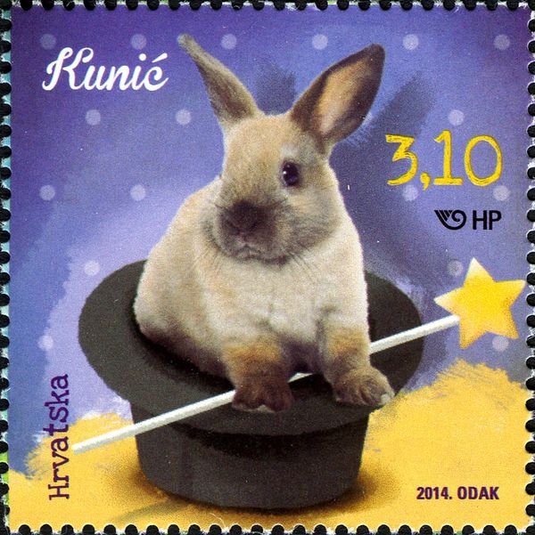 Domestic Rabbit (Oryctolagus cuniculus forma domestica)