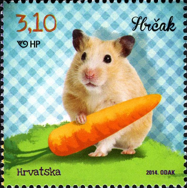 Golden Hamster (Mesocricetus auratus)