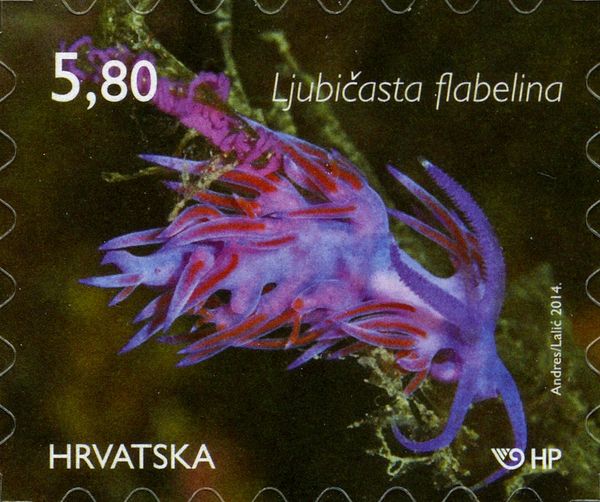 Mediterranean Violet Aeolid (Flabellina affinis)