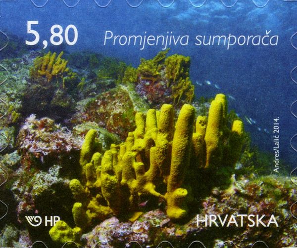 Gold Sponge (Aplysina aerophoba)