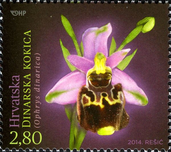 Ophrys dinarica