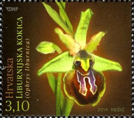 Ophrys liburnica