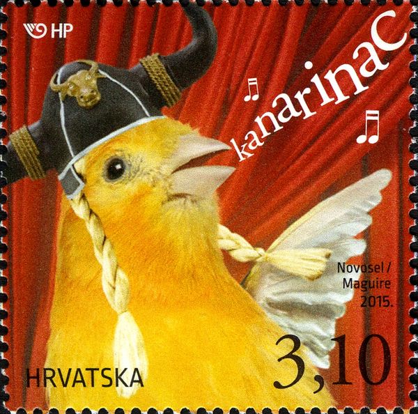 Domestic Canary (Serinus canaria forma domestica)