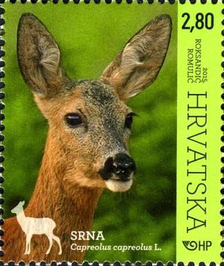 Western Roe Deer (Capreolus capreolus)
