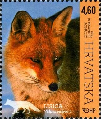 Red Fox (Vulpes vulpes)