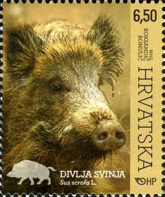 Wild Boar (Sus scrofa)