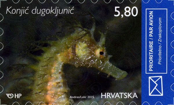 Long-snouted Seahorse (Hippocampus guttulatus)