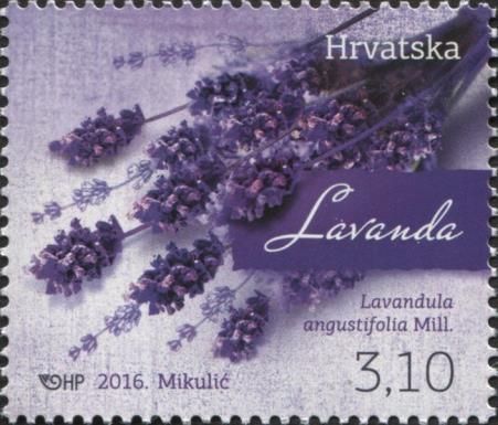 Lavandula angustifolia Mill.