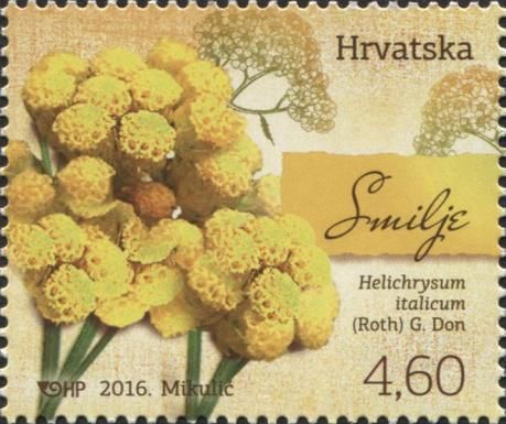 Helichrysum italicum