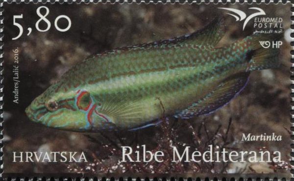Ocellated Wrasse (Symphodus ocellatus)