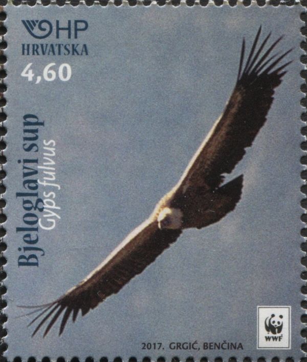 Griffon Vulture (Gyps fulvus)