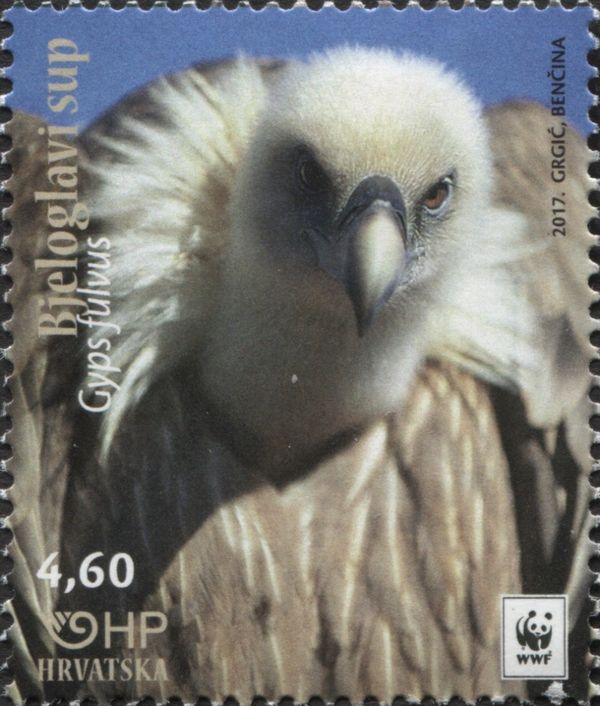 Griffon Vulture (Gyps fulvus)