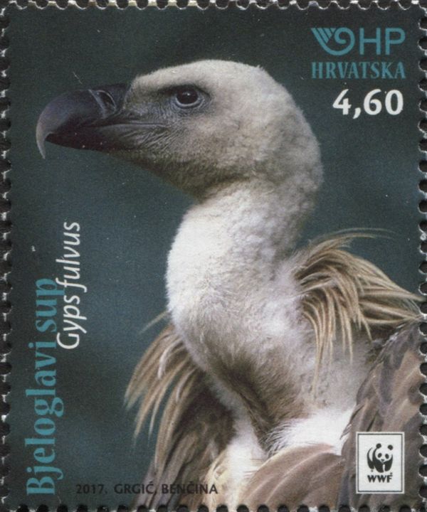 Griffon Vulture (Gyps fulvus)