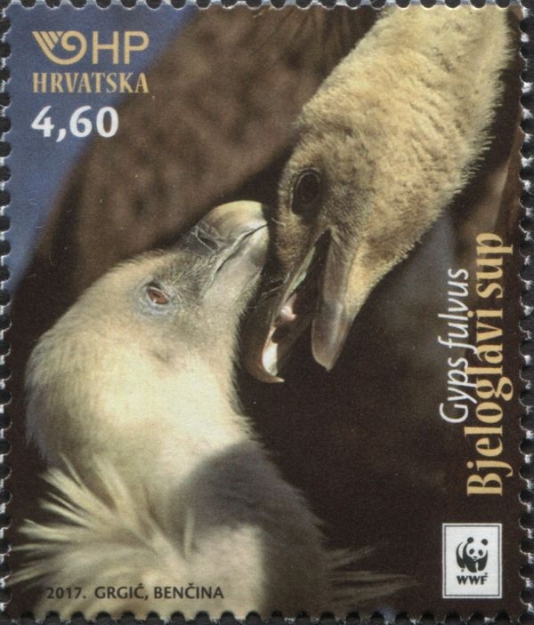Griffon Vulture (Gyps fulvus)