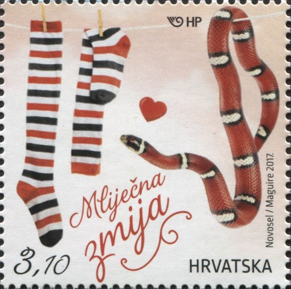 Eastern Milksnake (Lampropeltis triangulum), Socks