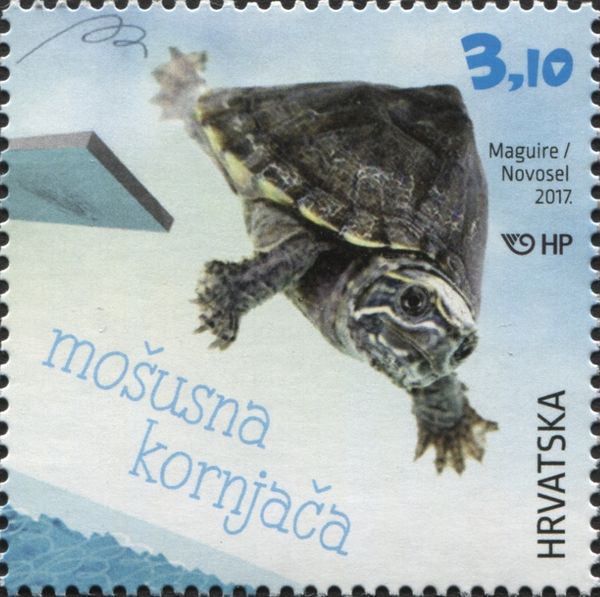 Eastern Musk Turtle (Sternotherus odoratus)