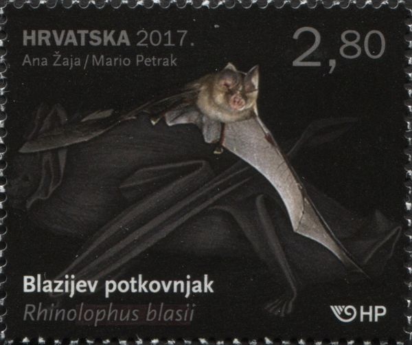 Blasius´s Horseshoe Bat (Rhinolophus blasii)