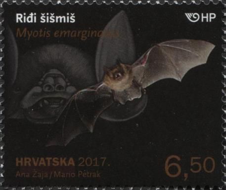Geoffroy's Myotis (Myotis emarginatus)