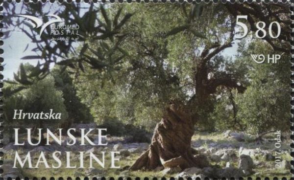 Mediterranean Trees - Olive Tree in Lun