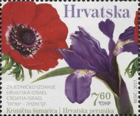 Crown Anemone and Croatian iris