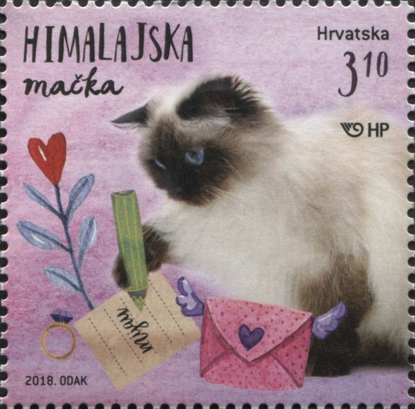 The Himalayan Cat