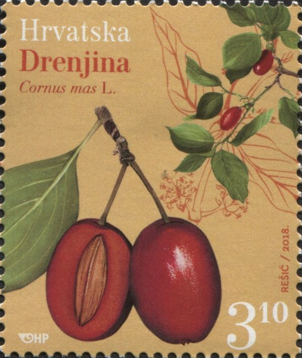 Fruits & Nuts : Cornelian Cherry