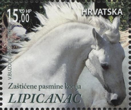 Lippizaner Horses