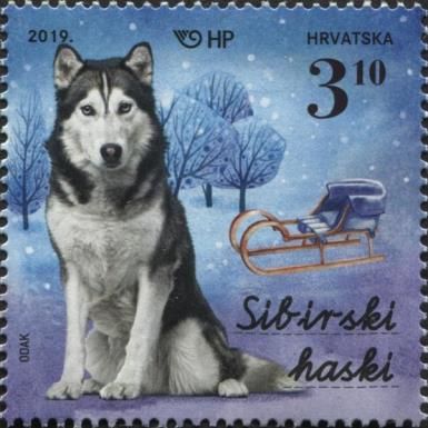 Siberian Husky