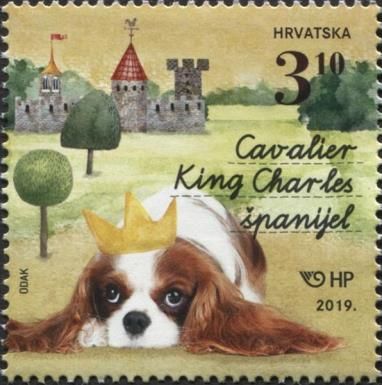 Cavalier King Charles Spaniel
