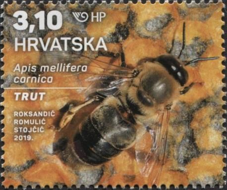 Drone bee (trut)
