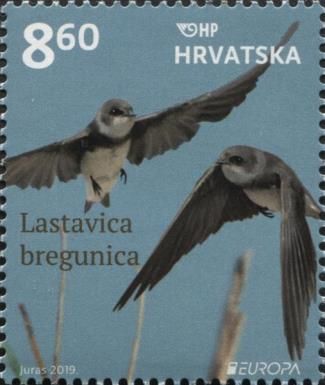 Sand Martin (Riparia riparia)