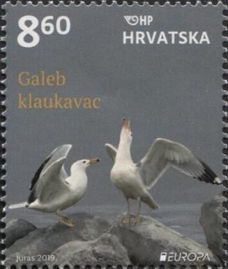 Yellow-legged Gull (Larus michahellis)