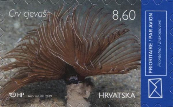 Twin Fan Worm (Bispira volutacornis)