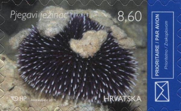 Purple Sea Urchin (Sphaerechinus granularis)