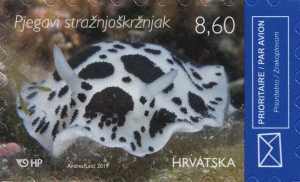 Dotted Sea Slug (Peltodoris atromaculata)