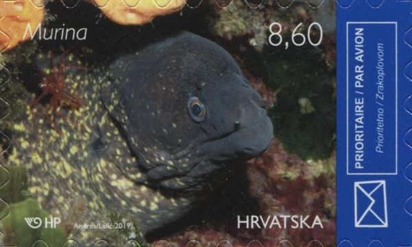 Mediterranean moray (Muraena helena)