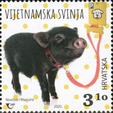 Vietnamese Pig
