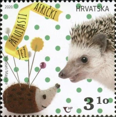 African dwarf hedgehog (Atelerix albiventris)