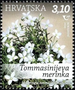 Moehringia muscosa Marches