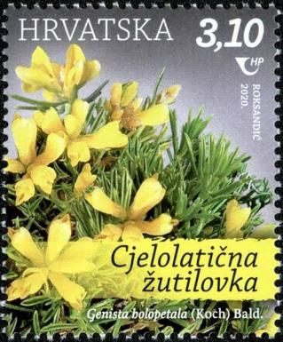 Genista holopetala (Koch) Bald.