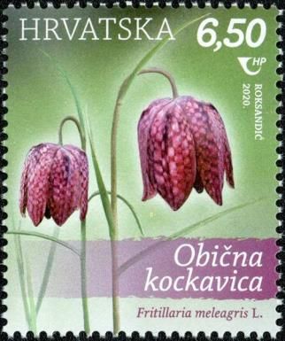 Fritillaria meleagris L
