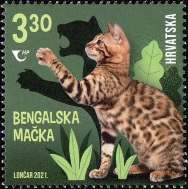 Bengal Cat