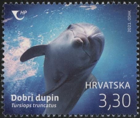 Atlantic Bottlenose Dolphin (Tursiops truncatus)