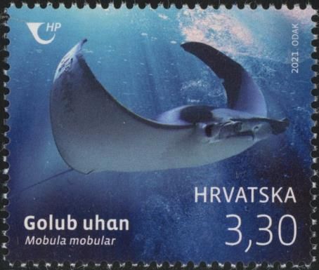 Giant Devil Ray (Mobula mobular)