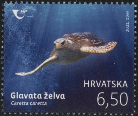 Loggerhead Sea Turtle (Caretta caretta)