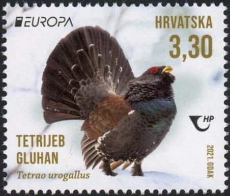 Western Capercaillie (Tetrao urogallus)