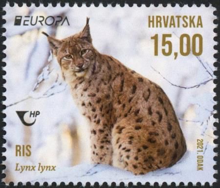 Lynx (Lynx lynx)